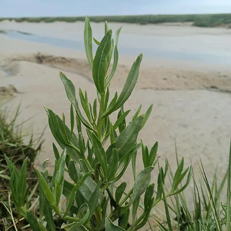 L'art Du Bonheur Proche De La Baie De Somme *